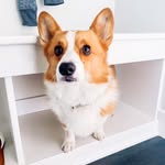 waffles_thecorgi_ profile picture