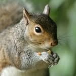 wagnercollegesquirrels profile picture
