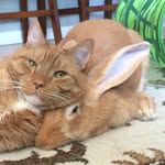 wallacethewabbit profile picture