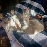 wallfamfurbabies_ profile picture