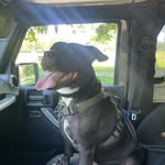 wallys_journey profile picture