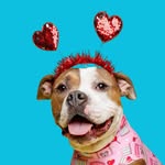 wally_the_pit profile picture