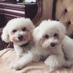 walterandtilly profile picture