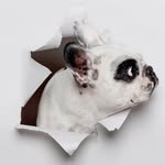 waltergeoffreythefrenchie profile picture