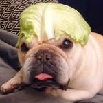waltergoodboy profile picture