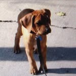 walter_the_stubborn_rr profile picture