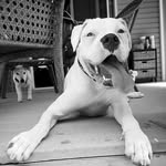 walterwhitetheboxer profile picture