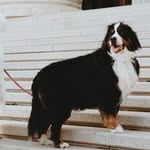 wandatheberner profile picture
