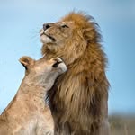 waowafrica profile picture