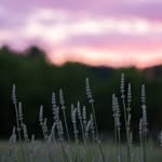 warwickfurnacefarm profile picture