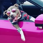 watchdogluna profile picture