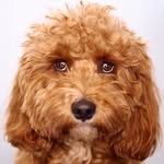 waylonjennings.dog profile picture