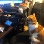 waywaywiz profile picture
