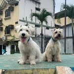 we.mylos_snoopy profile picture