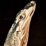 we.speak.with.forked.tongues profile picture