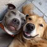 wearegoodpets profile picture