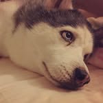 weitingbaox2 profile picture