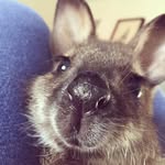 welbythewallaby profile picture