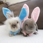 welliebuns profile picture