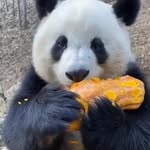 weltmitpandas profile picture