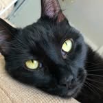 wesleycat_wesleycat profile picture