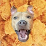 wesleythechickennugget profile picture