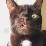 wesley_the_pirate_cat profile picture