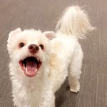 wesleythepowderpup profile picture
