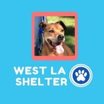 westlasheltervolunteers profile picture