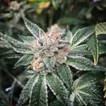 westsidefarmers profile picture