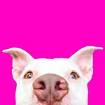 wethreepitties profile picture