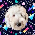 whataboutbunny profile picture