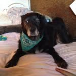 where.the.dog.lives profile picture