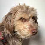 whereswebs profile picture