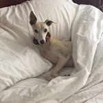 whippets.paciencia.calma profile picture