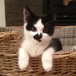 whiskersnpurrs profile picture