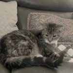 whiskers_of_love_cat_rescue profile picture