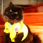 whiskeyminino_ profile picture
