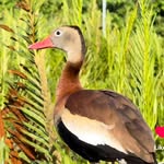 whistlingduckdistro profile picture