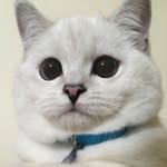 white_coffee_cat