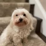 wholelottaolive profile picture