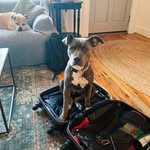 whyisruthiewhining profile picture