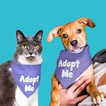 whywefoster profile picture