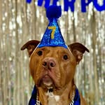 wigglyguinny profile picture