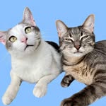 wil_and_tuffrescuecats profile picture
