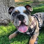 wilbertbrambles profile picture
