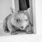 wilbur.wombat profile picture