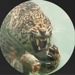 wild.alarm profile picture