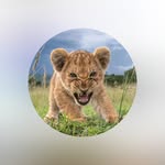 wildanimal.25 profile picture