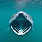 wildanimalia profile picture